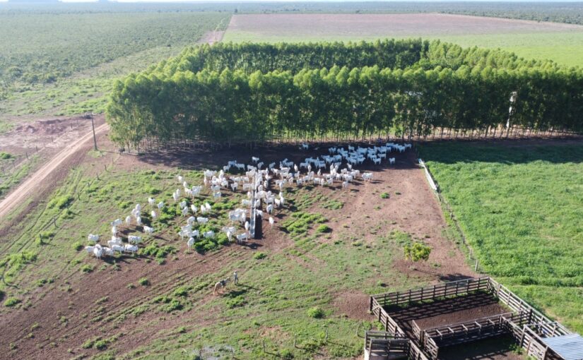 Venda de Fazenda em Gilbues Piauí